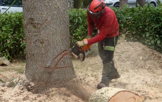 abatage d'un arbre